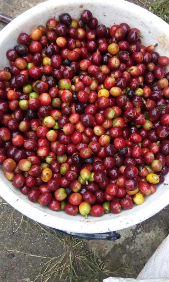 Glamping Spa & Coffee Tour Medellin Luxury tent